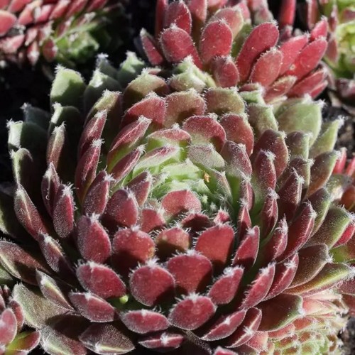 Sempervivum 'Hey Hey' - Mägisibul 'Hey Hey' 